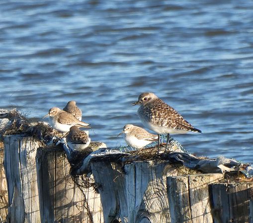 Pivieressa  - Francesco Scarton