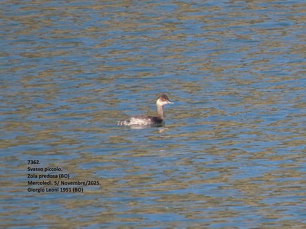 Svasso piccolo  - Giorgio Leoni