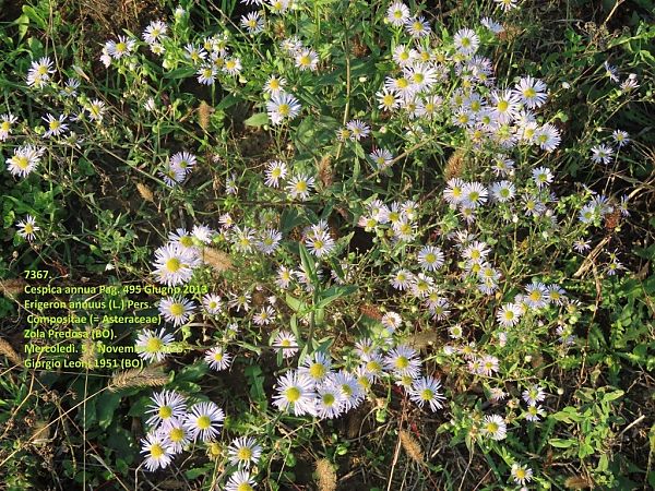 Erigeron annuus  - Giorgio Leoni