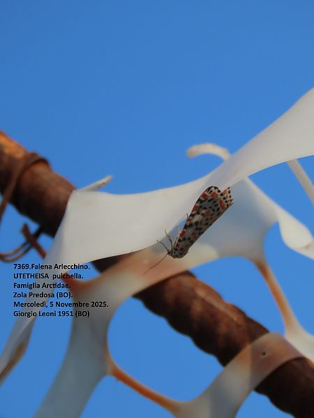 Utetheisa pulchella  - Giorgio Leoni