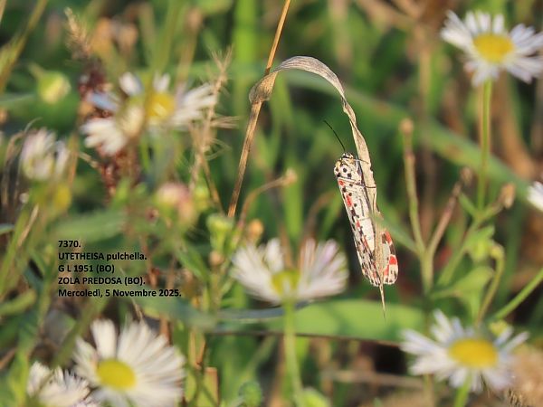 Utetheisa pulchella  - Giorgio Leoni