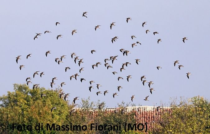 Combattente  - Giorgio Leoni