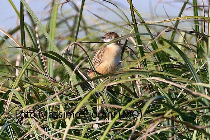 Beccamoschino  - Giorgio Leoni