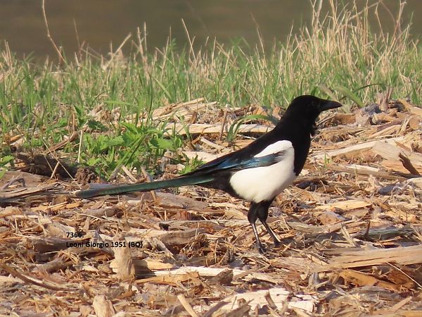 Gazza  - Giorgio Leoni