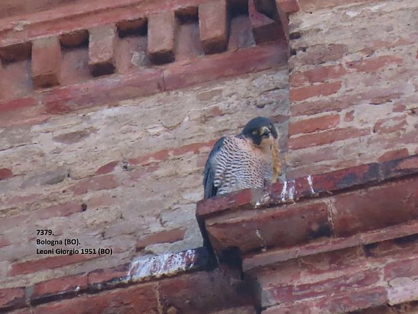 Falco pellegrino  - Giorgio Leoni