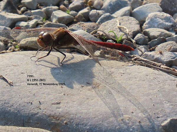 Sympetrum striolatum  - Giorgio Leoni