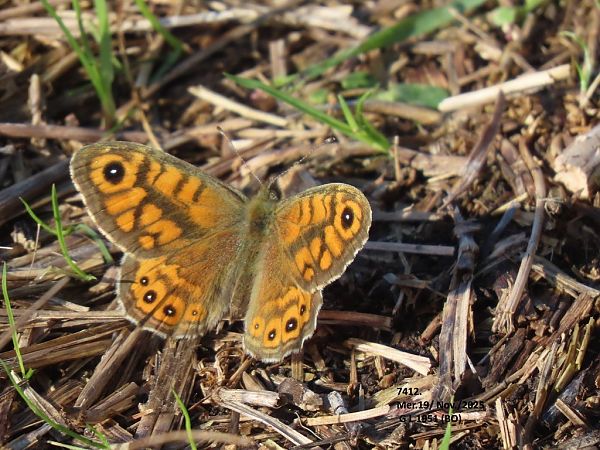 Lasiommata megera  - Giorgio Leoni