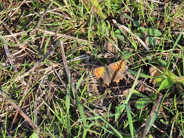 Lycaena phlaeas  - Giorgio Leoni