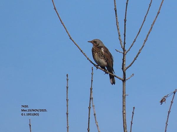 Cesena  - Giorgio Leoni