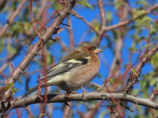 Fringuello  - Giorgio Leoni