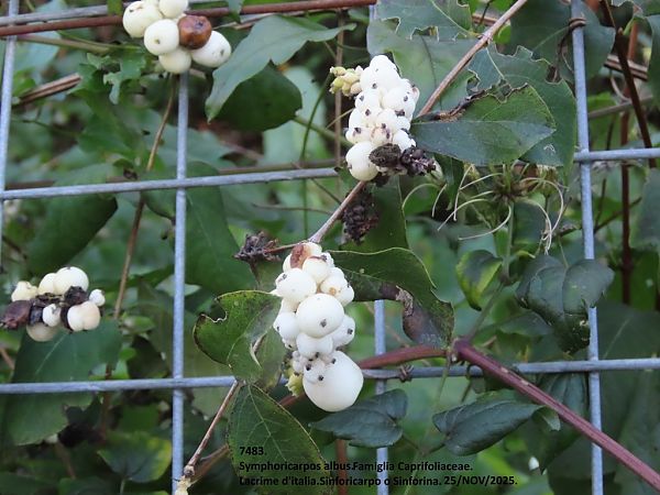 Symphoricarpos albus  - Giorgio Leoni