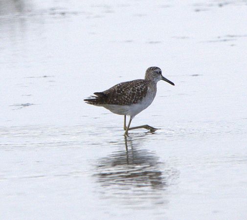 Piro-piro boschereccio  - Marcello Longeri