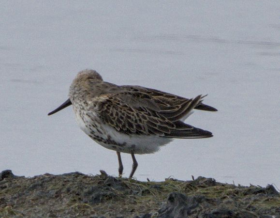 Piovanello pancianera  - Marcello Longeri
