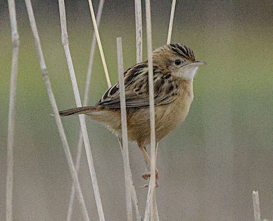 Beccamoschino  - Marcello Longeri