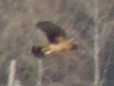 Albanella reale  - Claudio Bucciarelli