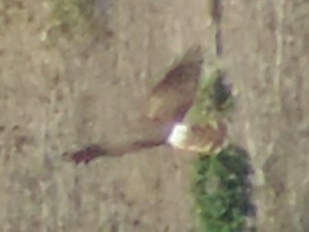 Busard Saint-Martin  - Claudio Bucciarelli