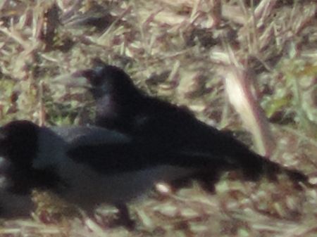 Corvo comune  - Claudio Bucciarelli