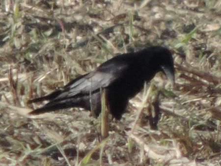 Corvo comune  - Claudio Bucciarelli