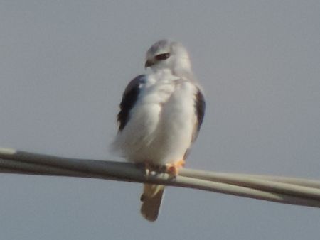 Nibbio bianco  - Claudio Bucciarelli