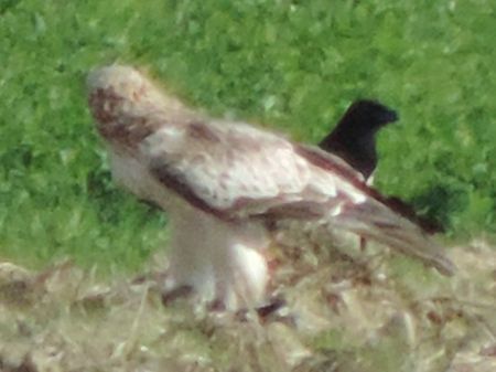 Aquila minore  - Claudio Bucciarelli