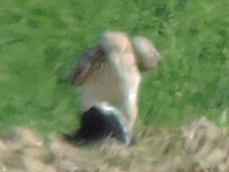 Aquila minore  - Claudio Bucciarelli