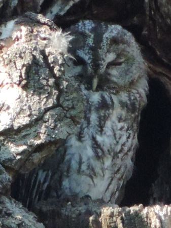 Allocco  - Claudio Bucciarelli