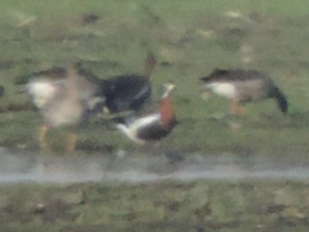 Red-breasted Goose  - Claudio Bucciarelli