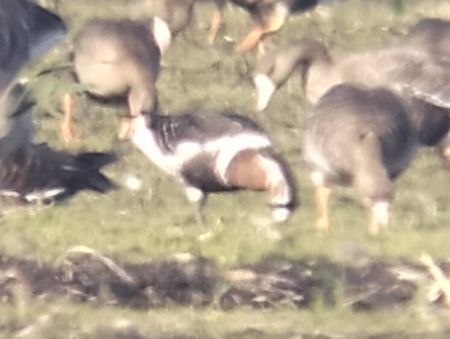 Oca collorosso  - Claudio Bucciarelli