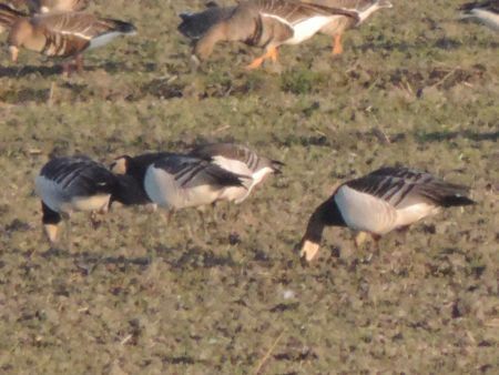 Barnacle Goose  - Claudio Bucciarelli