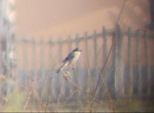 Averla meridionale  - Luca Nigro