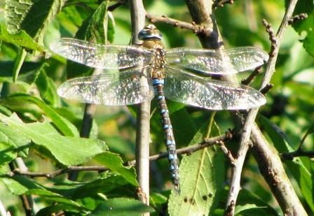 Aeshna mixta  - Fabio Simonazzi