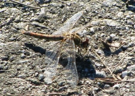 Sympetrum fonscolombei  - Fabio Simonazzi