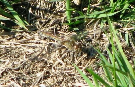 Sympetrum striolatum  - Fabio Simonazzi