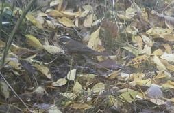 Tordo sassello  - Fabio Simonazzi