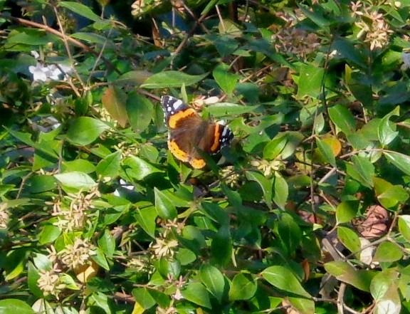 Vanessa atalanta  - Fabio Simonazzi