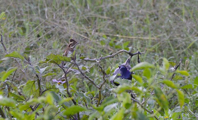 Zigolo boschereccio  - Lorenzo Pini