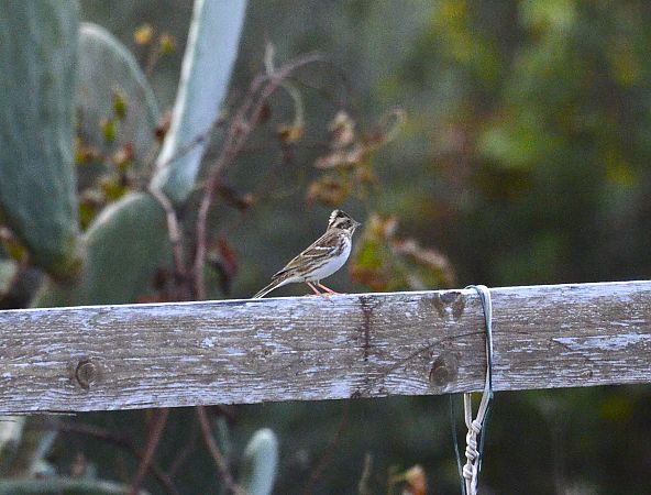 Zigolo boschereccio  - Lorenzo Pini