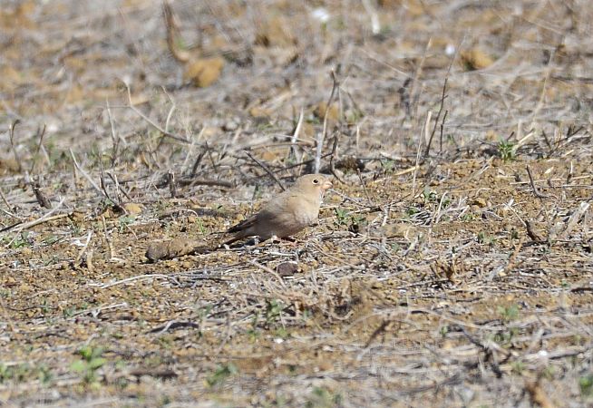 Trumpeter Finch  - Lorenzo Pini