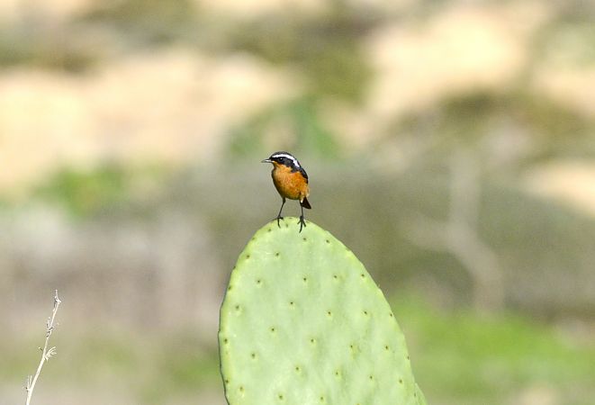 Diademrotschwanz  - Lorenzo Pini