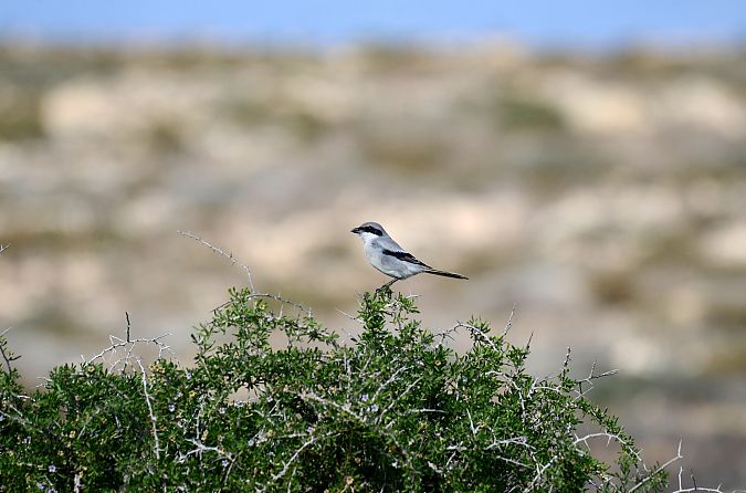 Great Grey Shrike (ssp. algeriensis)  - Lorenzo Pini
