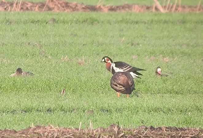 Oca collorosso  - Lorenzo Pini