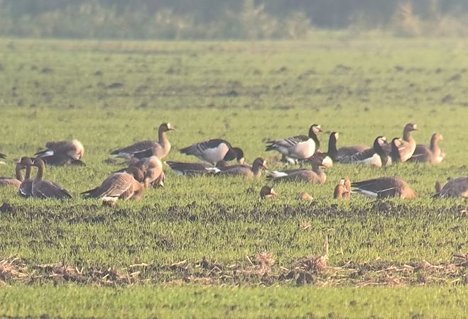 Oca facciabianca  - Lorenzo Pini