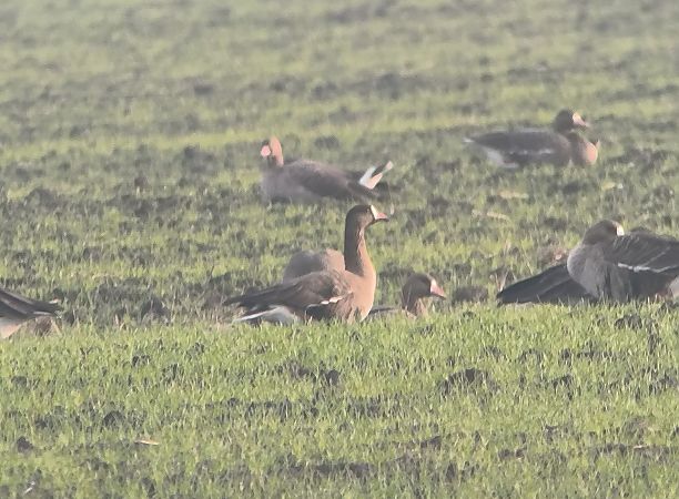 Oca lombardella minore  - Lorenzo Pini