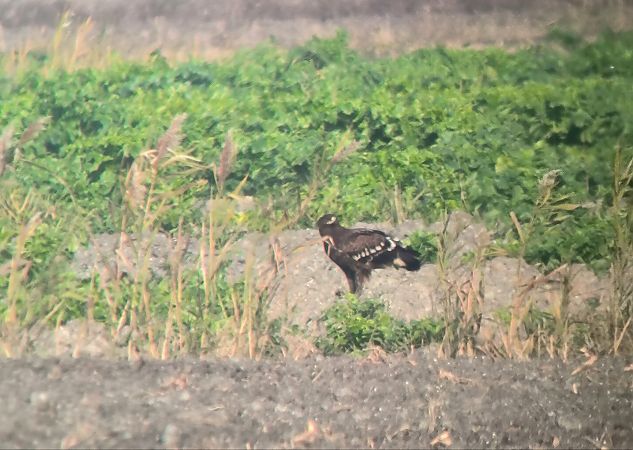Aquila anatraia maggiore  - Lorenzo Pini