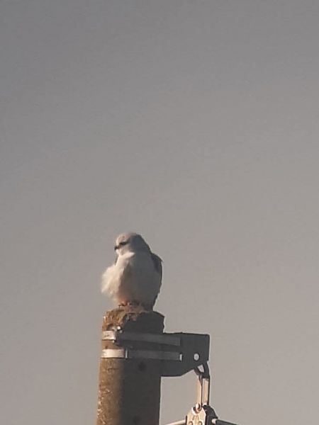 Nibbio bianco  - Carlo Fracasso