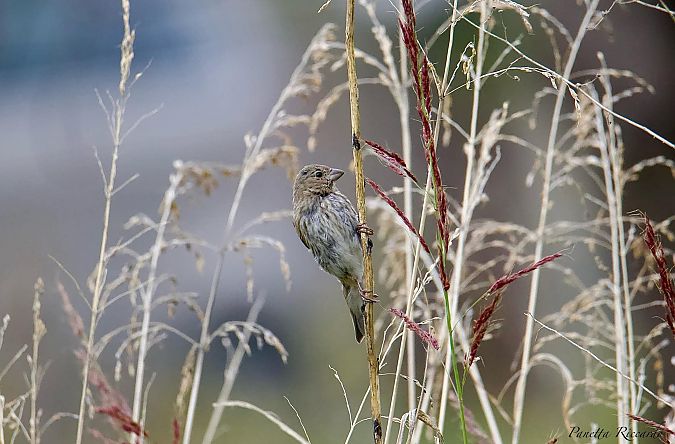 Ciuffolotto scarlatto  - Carlo Fracasso