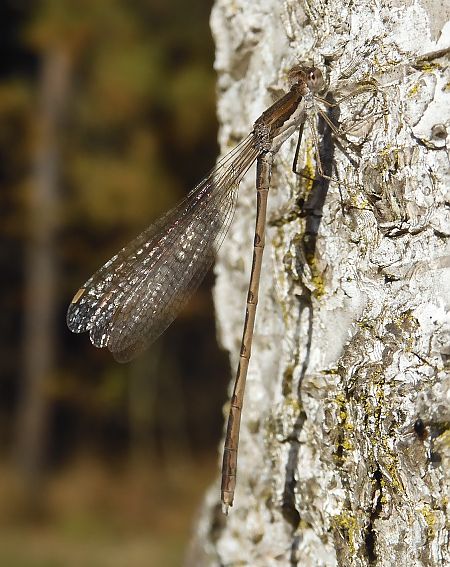 Sympecma fusca  - Nicola Pilon