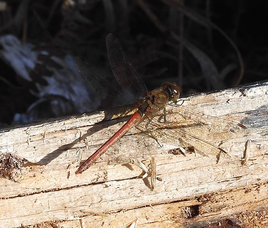 Sympétrum strié  - Nicola Pilon