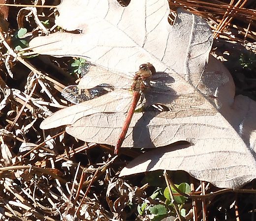Sympetrum striolatum  - Nicola Pilon