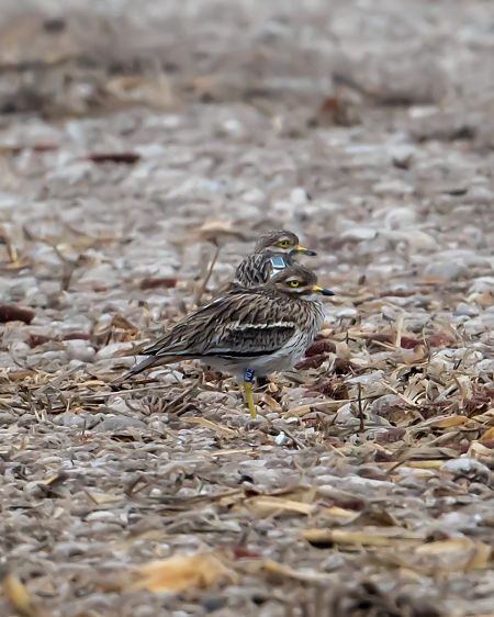 Occhione  - Giovanni Cellini